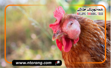 تشخیص و پیشگیری از تورم چشم در مرغ‌های یک ماهه